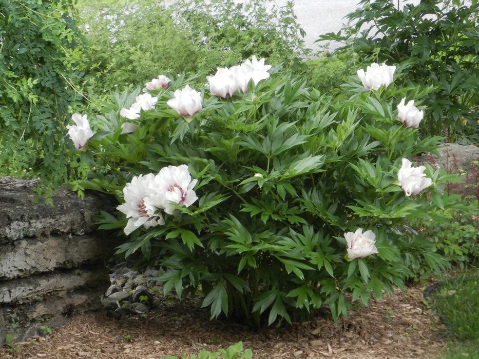 Paeonia-Cora Louise - G2/G3