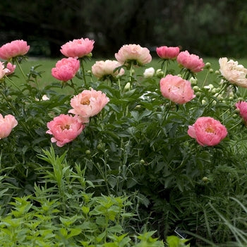 Paeonia-Coral Sunset - G1