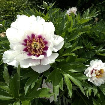 Paeonia-Cora Louise - G2/G3