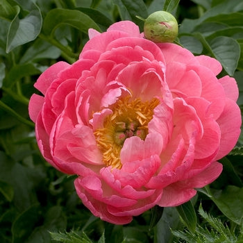 Paeonia-Coral Sunset - G1