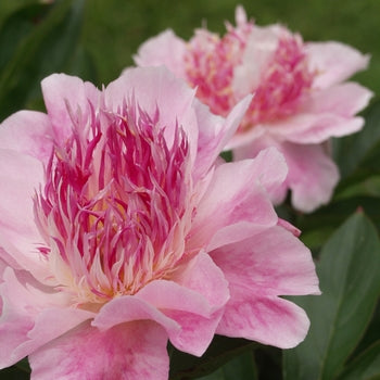 Paeonia-Do Tell - G2/G3