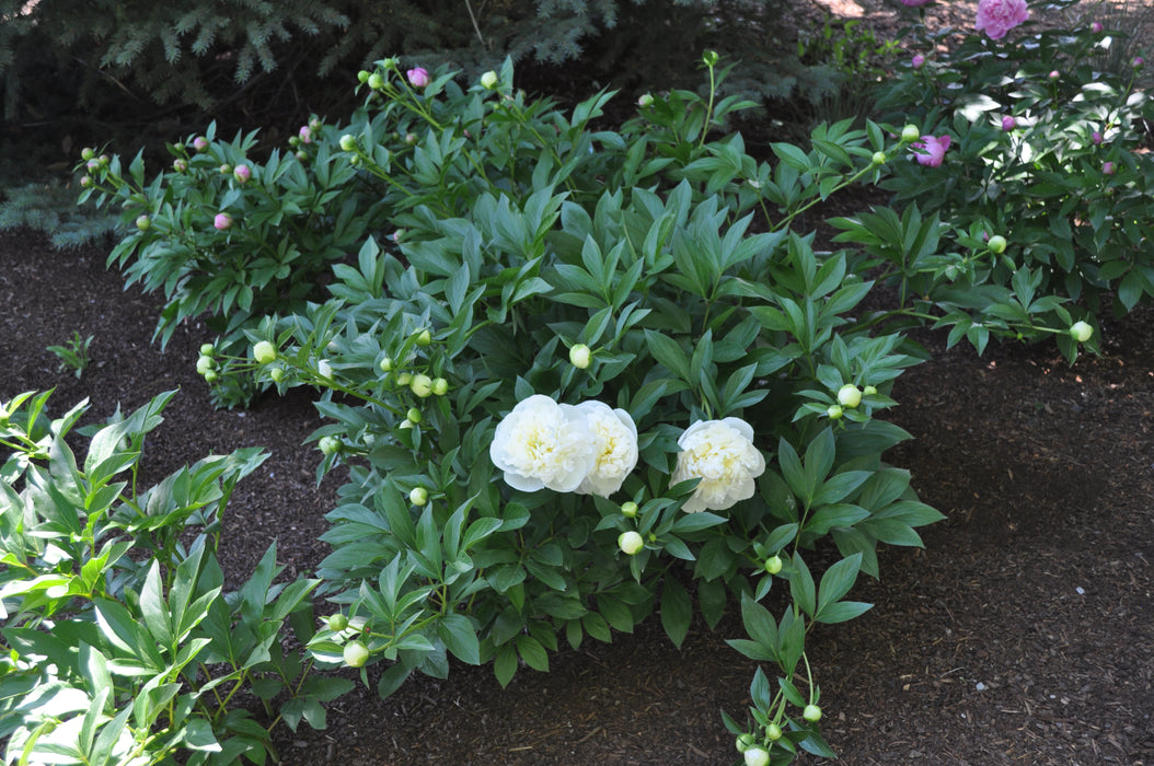 Paeonia-Duch. De Nemour - G2/G3