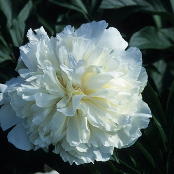 Paeonia-Duch. De Nemour - G2/G3