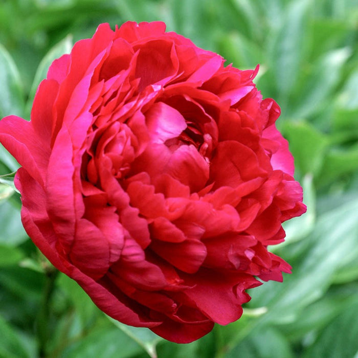 Paeonia-Felix Crousse - G1