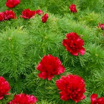 Paeonia-Fernleaf - G1