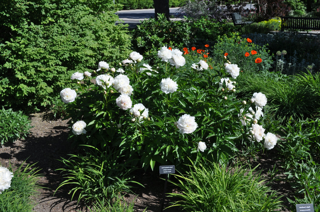 Paeonia-Festiva Maxima - G2/G3