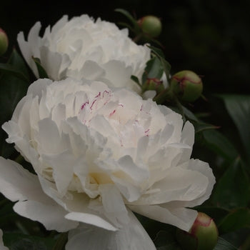 Paeonia-Festiva Maxima - G2/G3