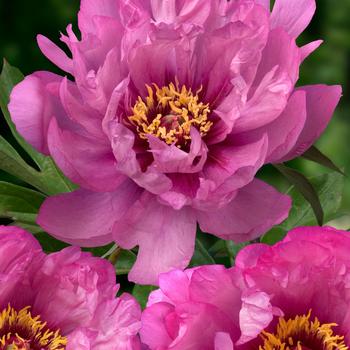 Paeonia-First Arrival - G2/G3