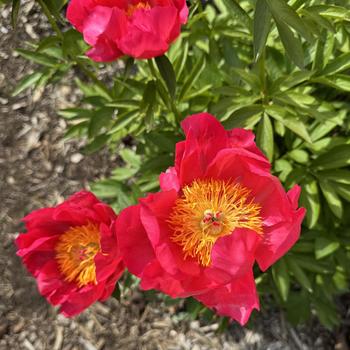 Paeonia-Flame - G2/G3