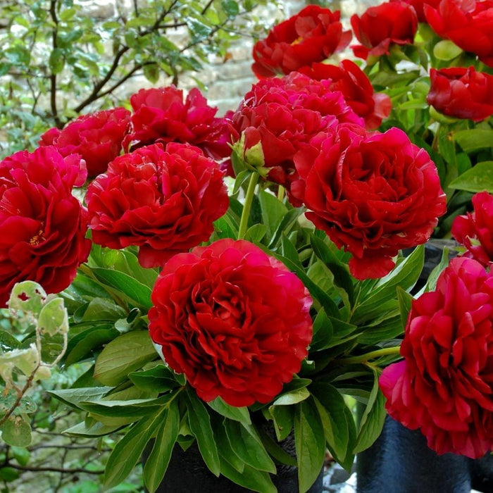 Paeonia-Henry Bockstoce - G2/G3