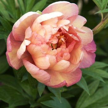 Paeonia-Julia Rose - G2/G3