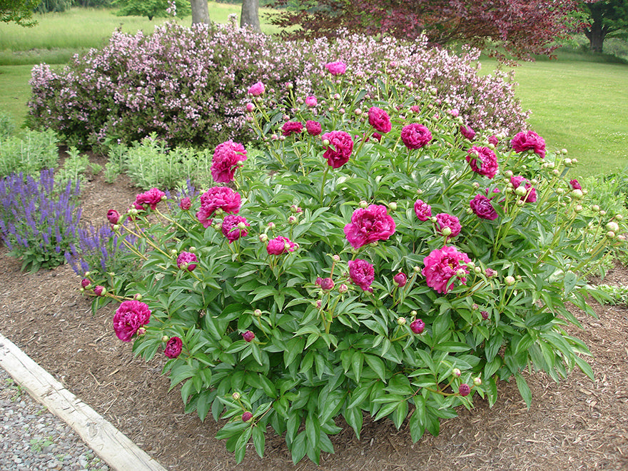 Paeonia-Karl Rosenfield - G1