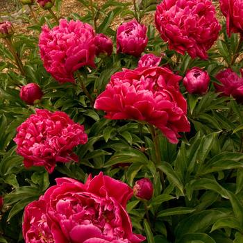 Paeonia-Karl Rosenfield - G1