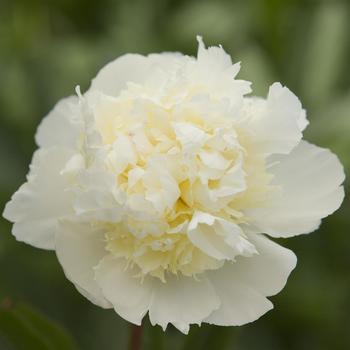 Paeonia-Laura Dessert - G2/G3