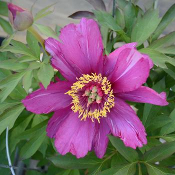 Paeonia-Morning Lilac - G2/G3