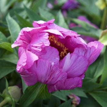 Paeonia-Morning Lilac - G2/G3
