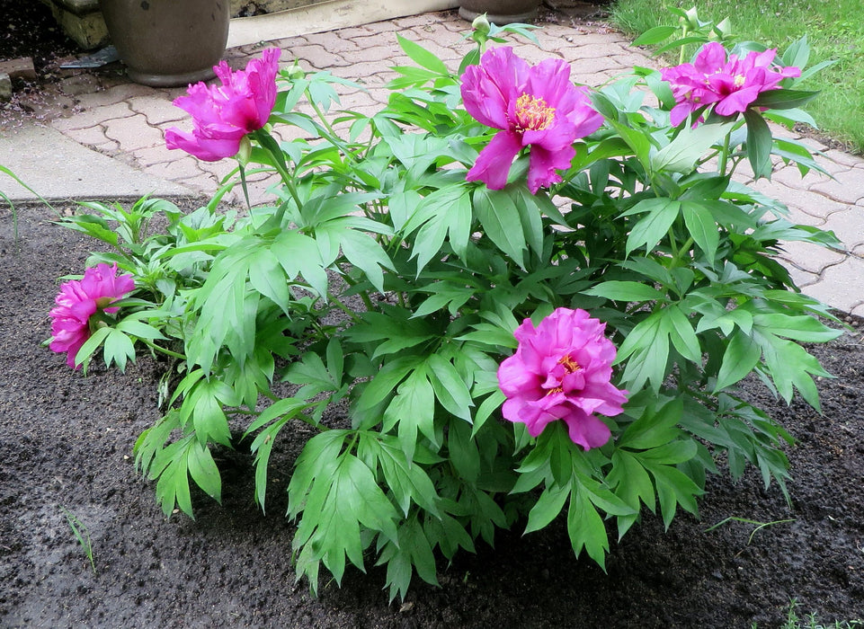 Paeonia-Morning Lilac - G2/G3
