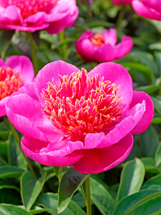 Paeonia-Neon - G2/G3