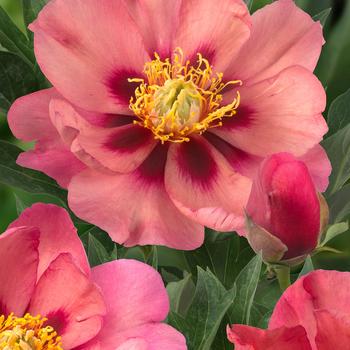 Paeonia-Old Rose Dandy - G2/G3