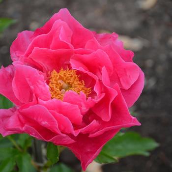 Paeonia-Paula Fay - G2/G3