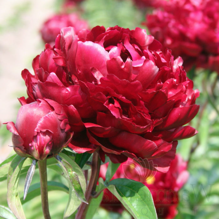 Paeonia-Peter Brand - G2/G3