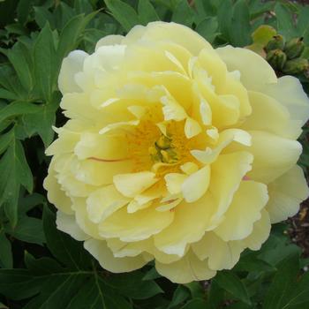 Paeonia-Pineapple Fizz - G2/G3