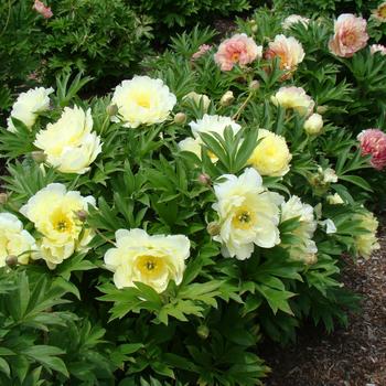 Paeonia-Pineapple Fizz - G2/G3