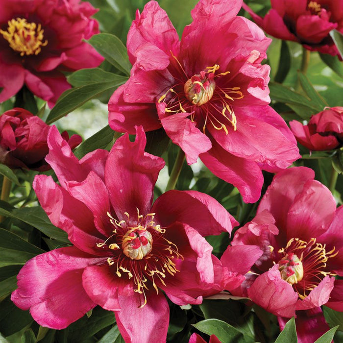 Paeonia-Pink Adour - G2/G3