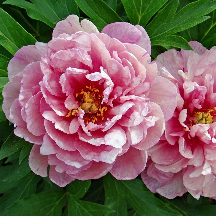 Paeonia-Pink Dbl Dandy - G2/G3