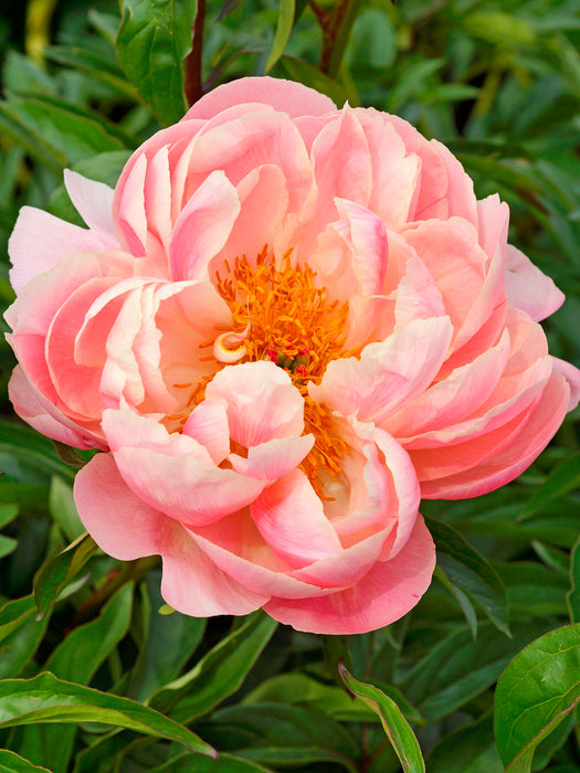 Paeonia-Pk Haw. Coral - G2/G3