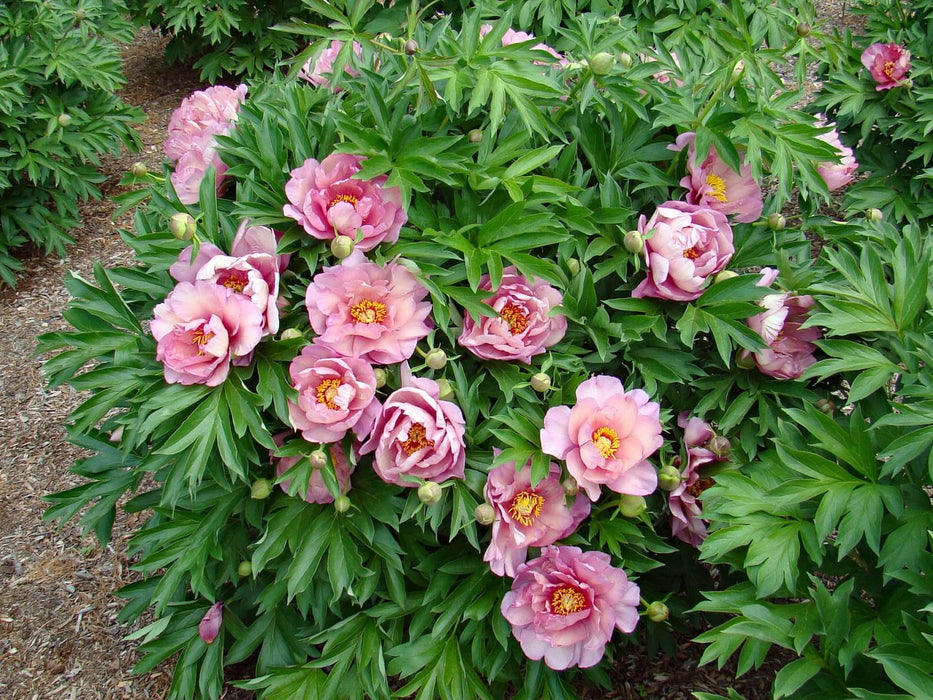Paeonia-Pink Dbl Dandy - G2/G3