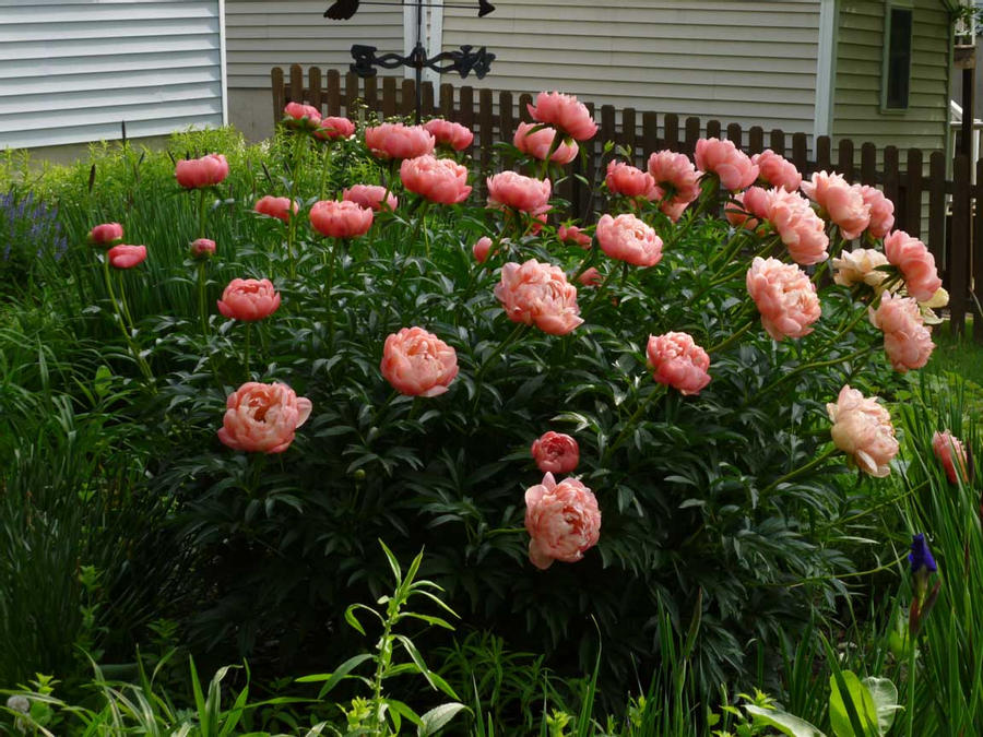 Paeonia-Pk Haw. Coral - G2/G3