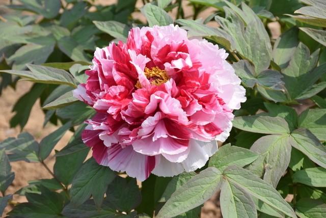 Paeonia-Pink and White - G2