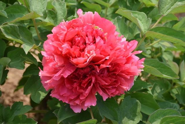Paeonia-Red Treeform - G2