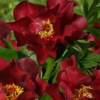 Paeonia-Scarlet Heaven - G2/G3