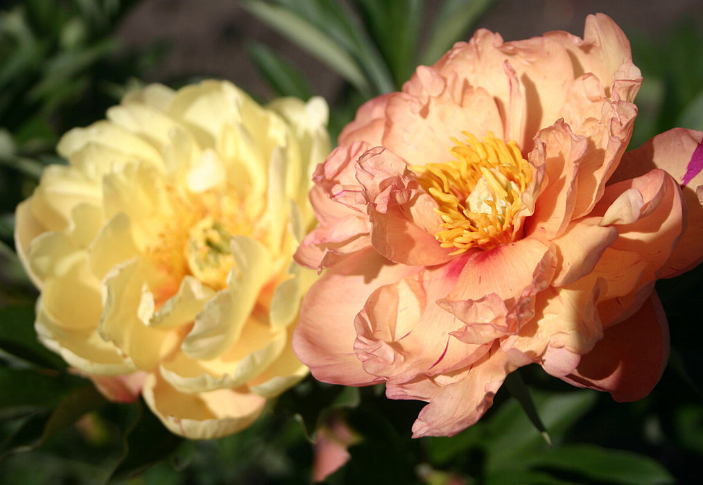 Paeonia-Sing. in the Rn - G2/3