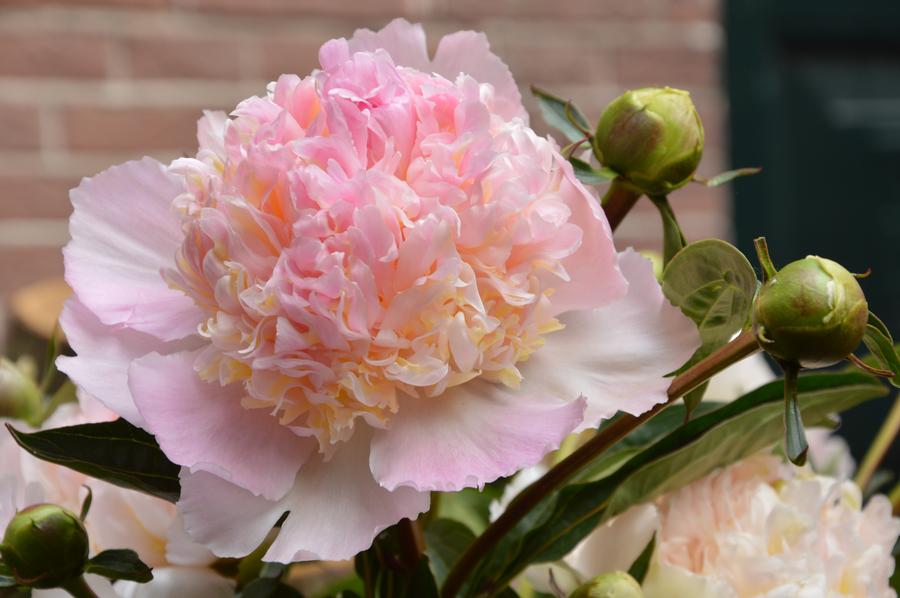 Paeonia-Top Brass - G2/G3