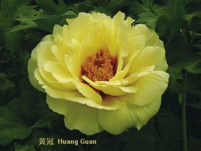 Paeonia-Yellow Treeform - G2