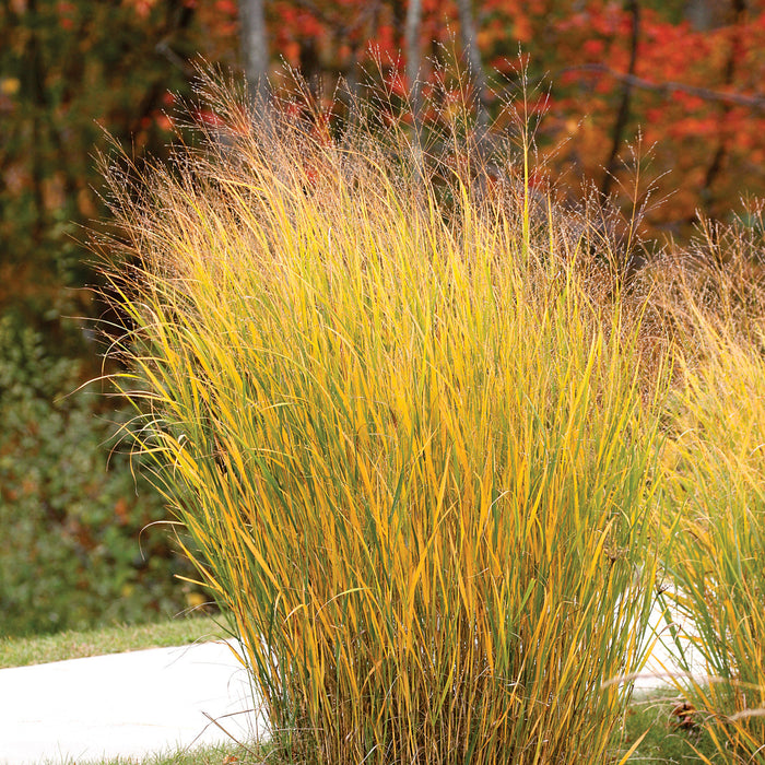 Grass-Switchgrass - G1