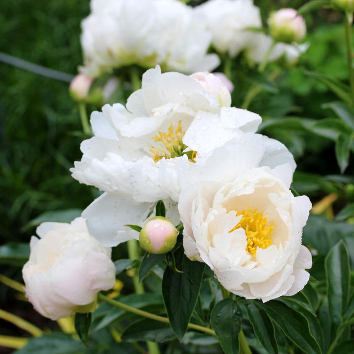 Paeonia-Miss America - G1
