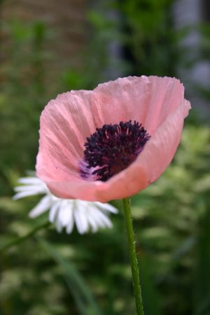 Papaver-Princess vic Loui - 4"