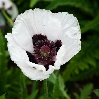 Papaver-Royal Wedding - G1