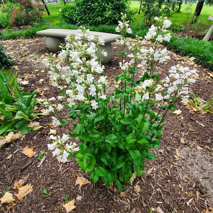Penstemon-Foxglove Beard. - G1