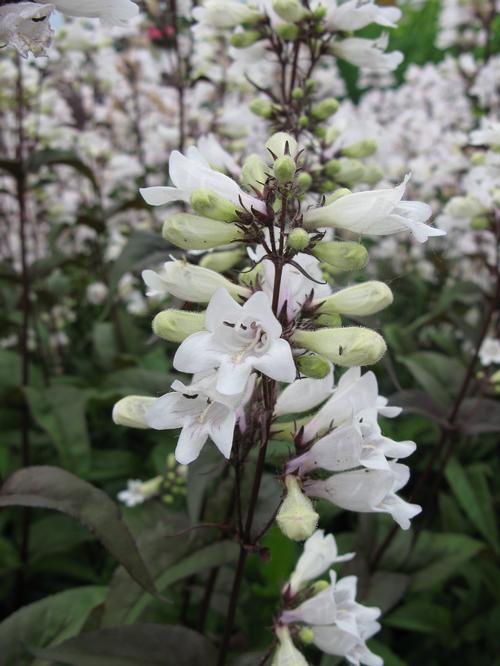 Penstemon-Foxglove Beard. - G1
