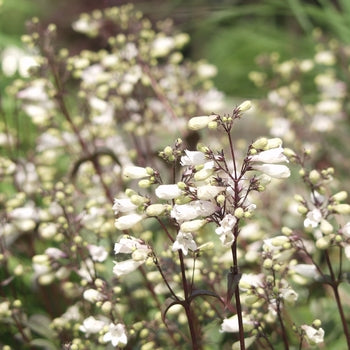 Penstemon-Husker Red - G1