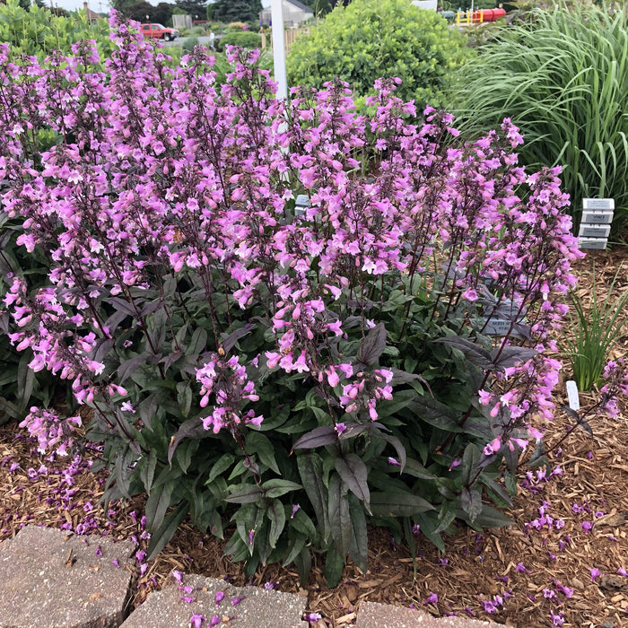 Penstemon-Mid. Masquerade - G1