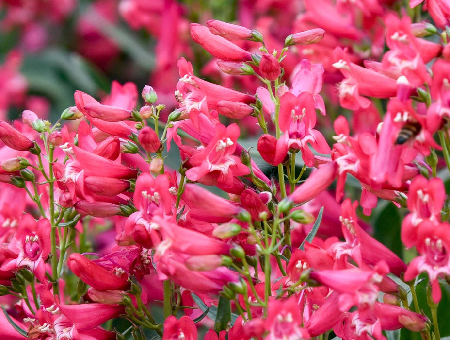 Penstemon-Rose Rhinestones - G1