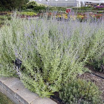 Perovskia-Russian Sage - G1