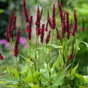 Persicaria-Blackfield - G1