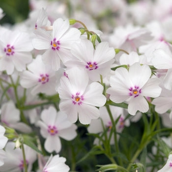 Phlox-Amazing Grace - G1